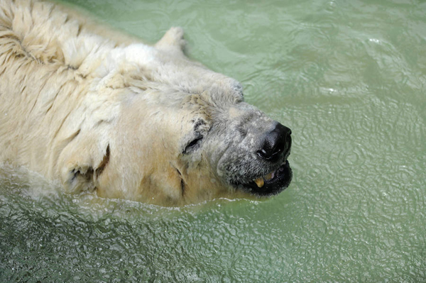 Muere Arturo, el oso polar 