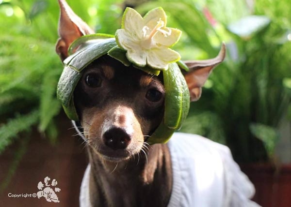 Un perro taiwanés se convierte en la sensación de internet
