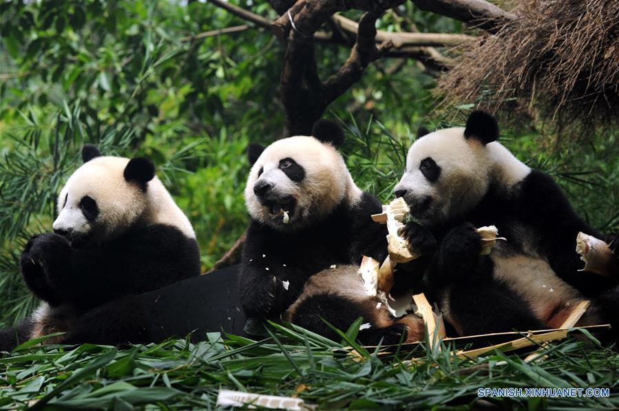 Únicos pandas trillizos sobreviviente en el mundo