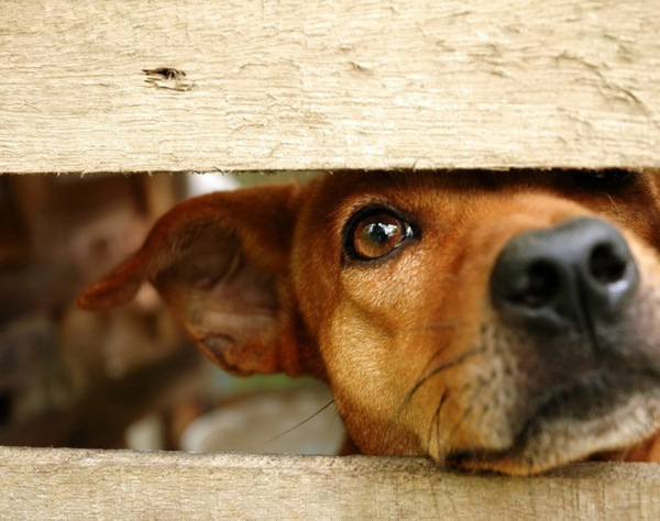 Holanda se convierte en el primer país sin perros callejeros