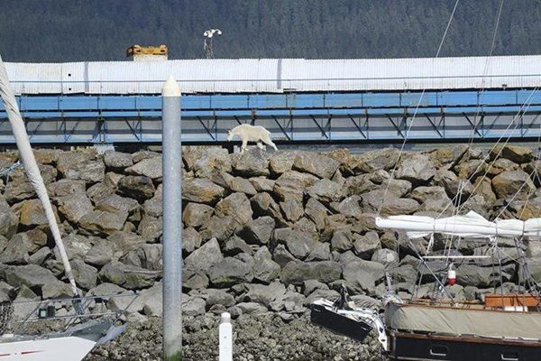 Una cabra se ahoga en Alaska huyendo de intrusos que le tomaban fotos