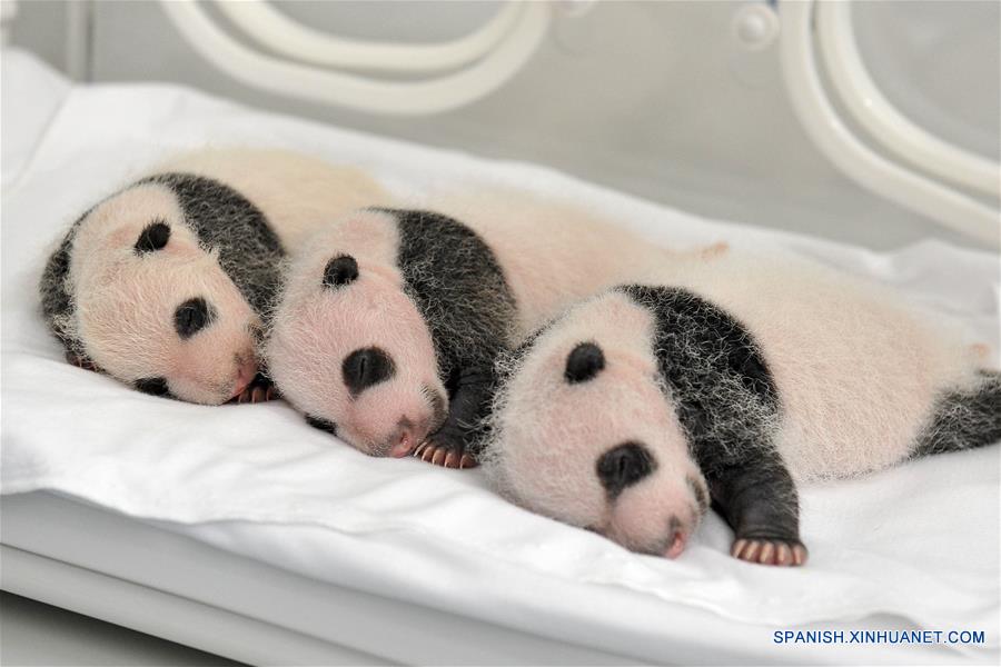 Imagen del 22 de agosto de 2014 de los trillizos de panda gigante, Mengmeng, Shuaishuai y Kuku, descansando en Guangzhou, capital de la provincia de Guangdong, en el sur de China. Una fiesta para celebrar el segundo cumpleaños de los únicos trillizos sobrevivientes del mundo, que nacieron el 29 de julio de 2014 en Guangzhou, se llevó a cabo en el Parque de Safari Chimelong el viernes. (Xinhua/Str)