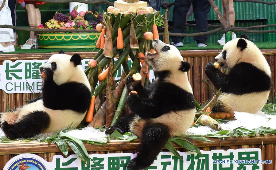 Los trillizos de panda gigante, Mengmeng, Shuaishuai y Kuku