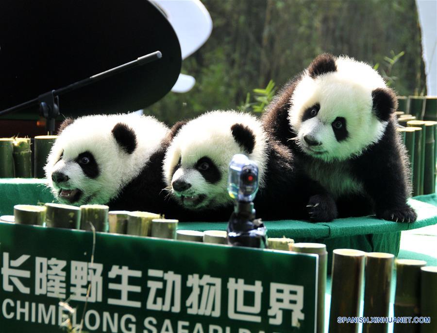 Imagen del 15 de diciembre de 2014 de los trillizos de panda gigante, Mengmeng, Shuaishuai y Kuku, jugando en Guangzhou, capital de la provincia de Guangdong, en el sur de China. Una fiesta para celebrar el segundo cumpleaños de los únicos trillizos sobrevivientes del mundo, que nacieron el 29 de julio de 2014 en Guangzhou, se llevó a cabo en el Parque de Safari Chimelong el viernes. (Xinhua/Huang Guobao)