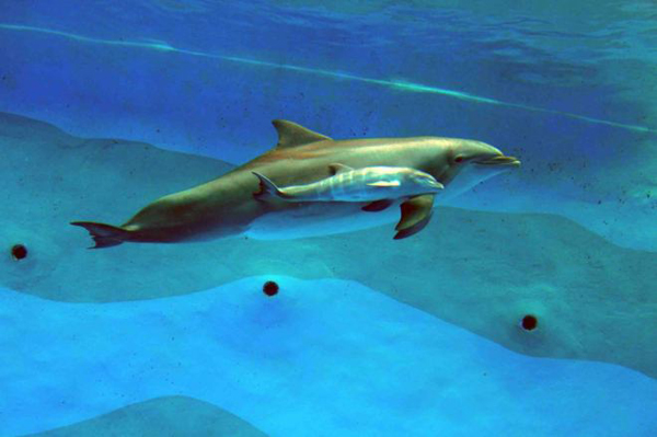 Nace la primera cría de delfín por inseminación artificial en España