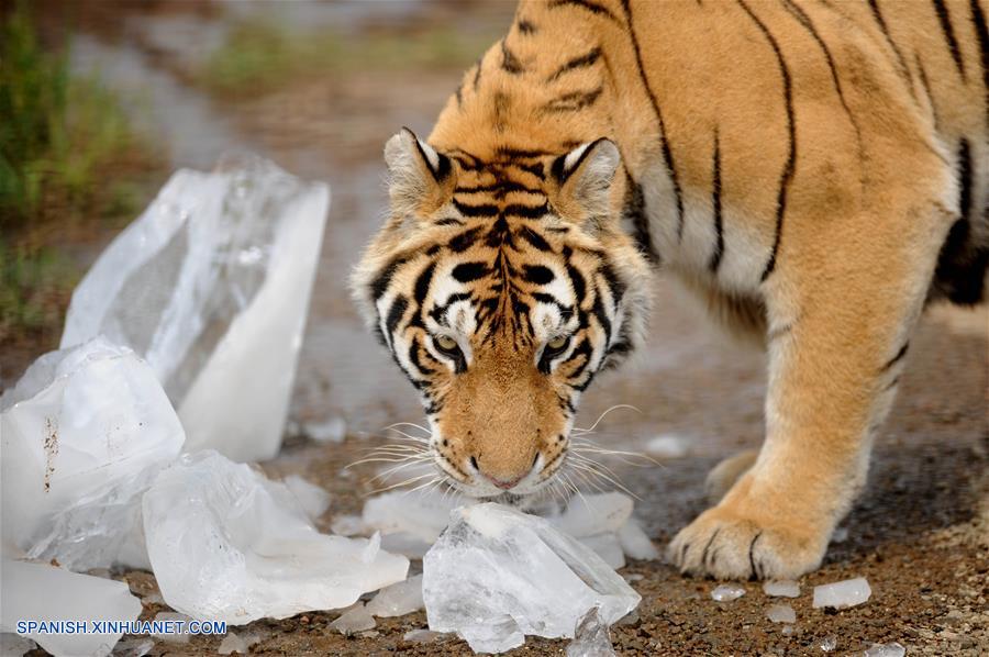 Tigres siberianos refrescándose con bloques de hielo