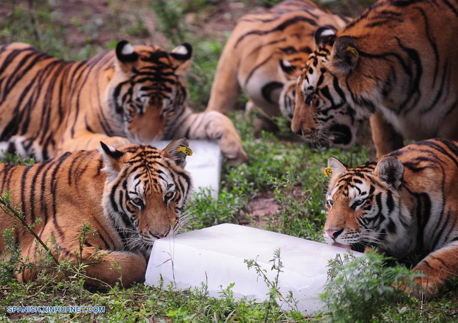 Shenyang: Tigres siberianos refrescándose con bloques de hielo