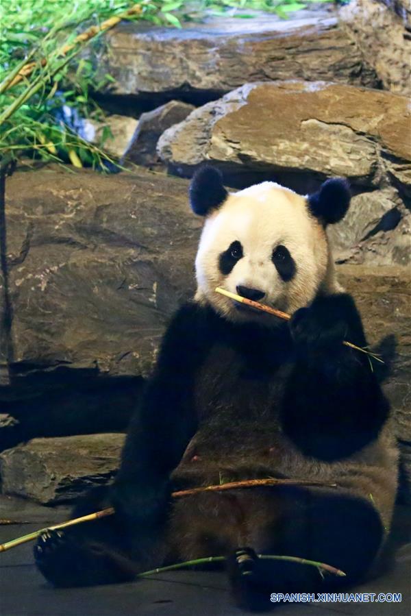 La osa panda gigante Hao Hao en zoológico de Bélgica.(Xinhua/Gong Bin)