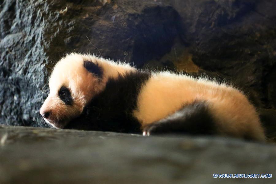 Oso panda gigante nació en zoológico de Bélgica.(Xinhua/Gong Bin)