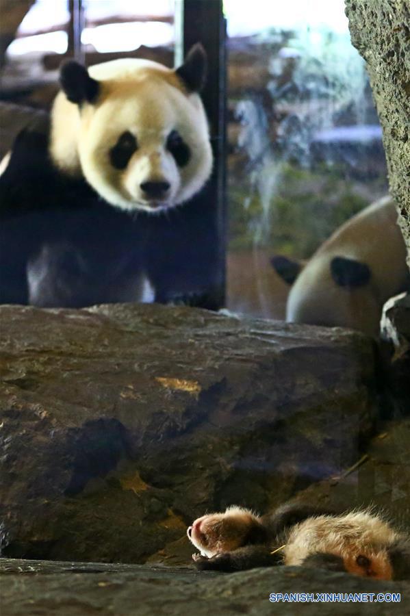 La osa panda gigante Hao Hao y su bebé nacido en la boca en el parque en Brugelette, Bélgica.(Xinhua/Gong Bin)