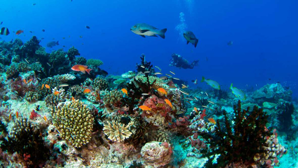 Arrecifes de coral pierden colorido debido al cambio climático