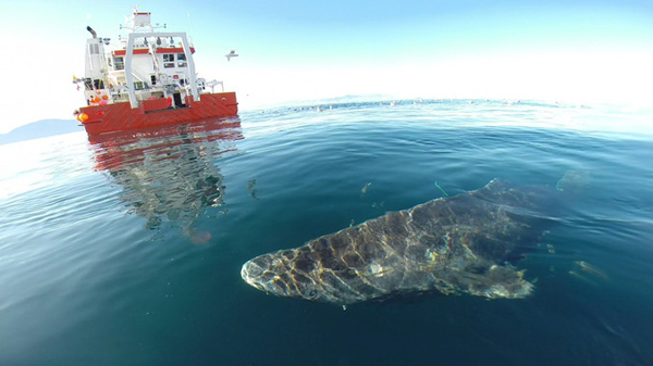 Descubren el vertebrado más viejo de la Tierra, un tiburón de casi 400 años