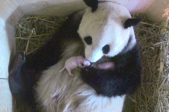 Descubren un nuevo cachorro de la panda que dió a luz en el zoológico de Viena