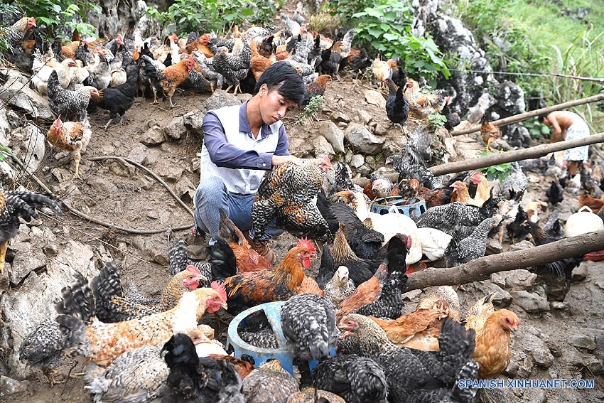 China introduce reglas humanitarias para sacrificio de animales de consumo