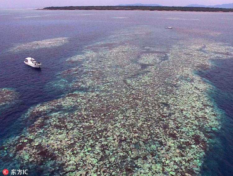 Arrecife de coral en Japón