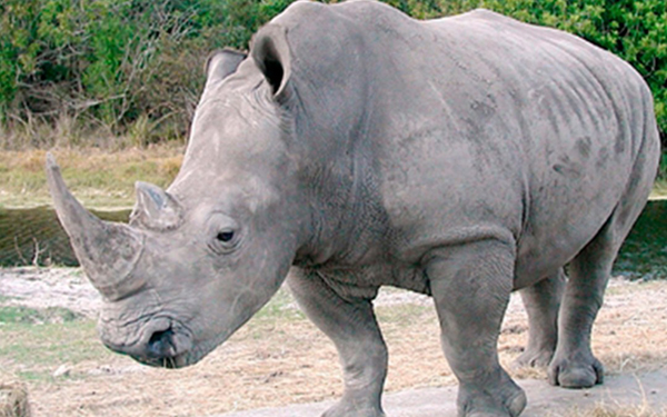 Queman cuernos de rinoceronte valorados en un millón de dólares