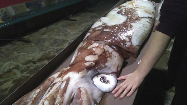 Hallan en España una cría de calamar gigante de 105 kilos