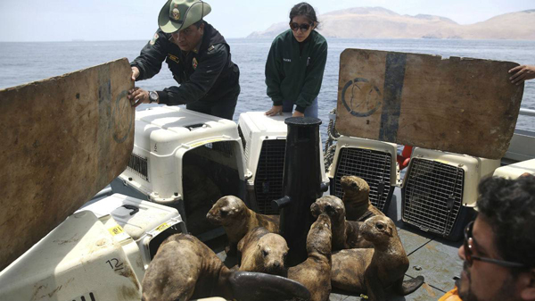 Perú devuelve al mar nueve leones marinos huérfanos