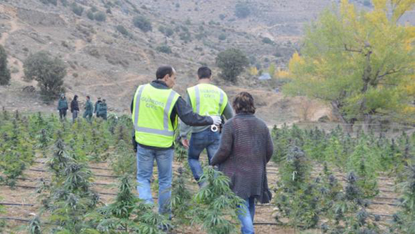 Encuentran en un pueblo de España marihuana suficiente para llenar dos campos de fútbol