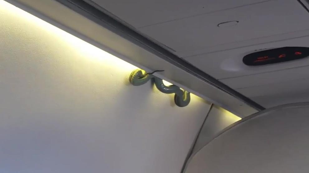 Una serpiente siembra el pánico en un vuelo en México