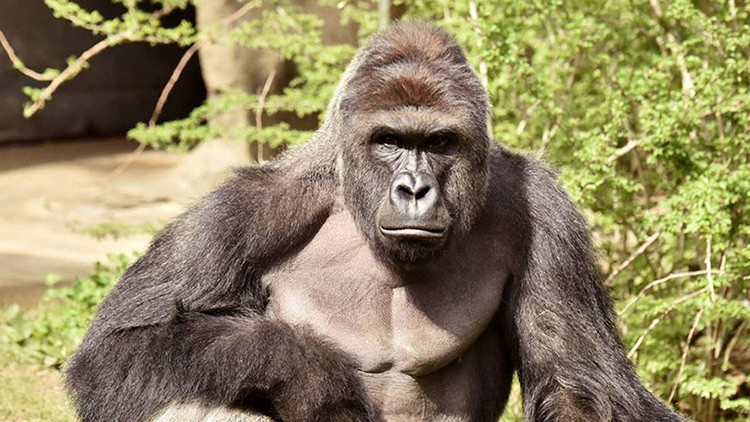 Más de 10.000 estadounidenses votaron por el gorila Harambe