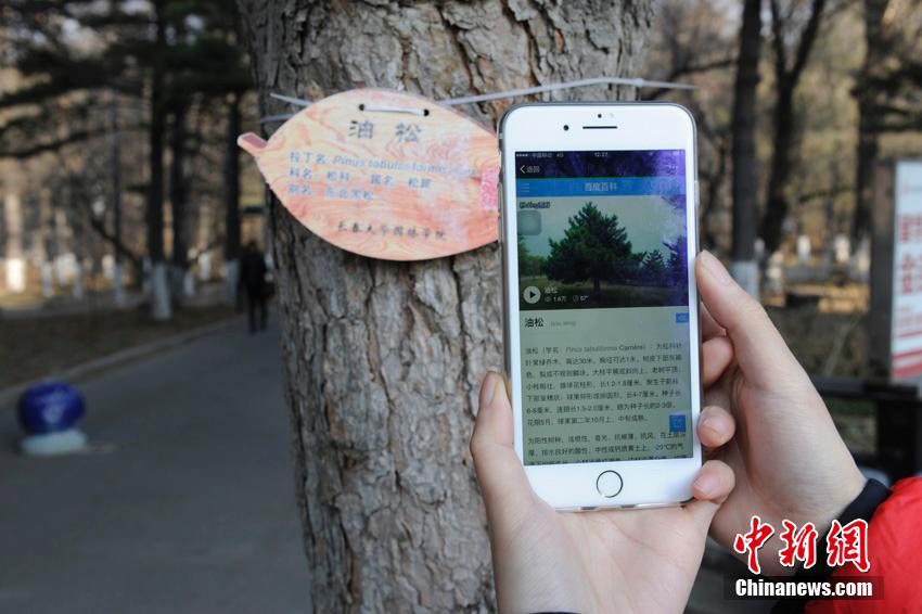 Universidad de Changchun cataloga sus árboles con tarjetas de identificación