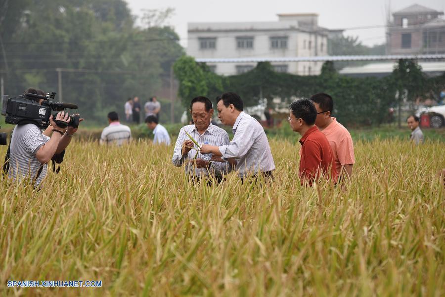 Producción de arroz híbrido bate récord en China