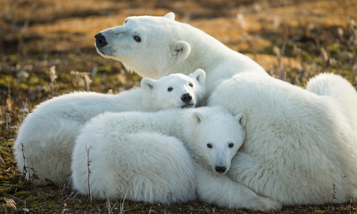 La población de oso polar del Ártico podría descender un 30% en 2050