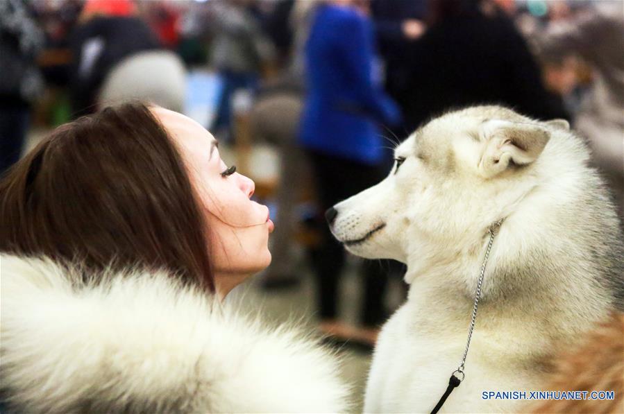 Finlandia celebra competencia de perros