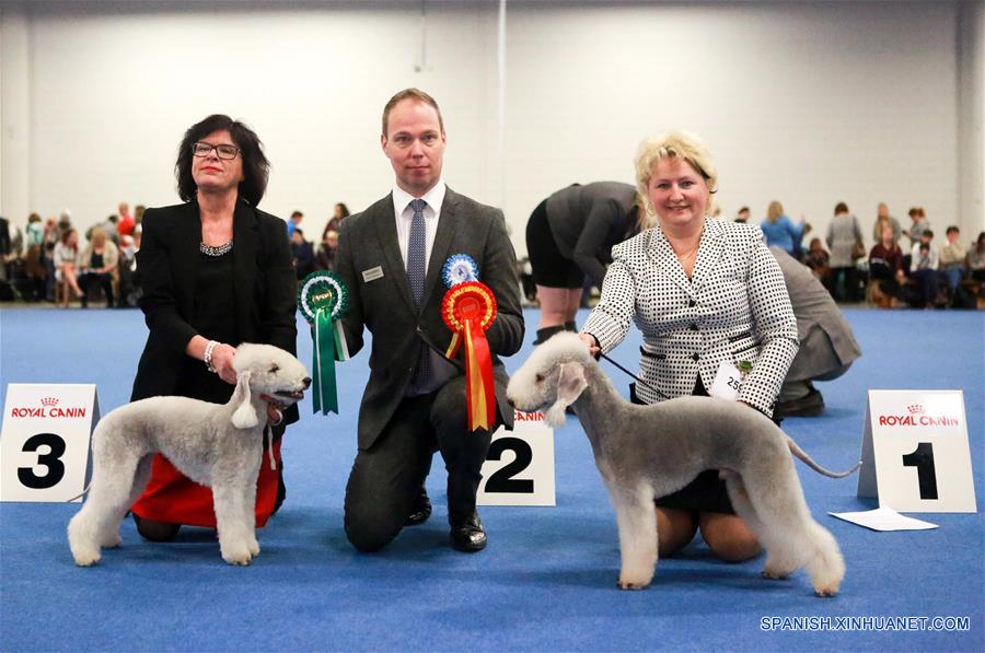 Finlandia celebra competencia de perros