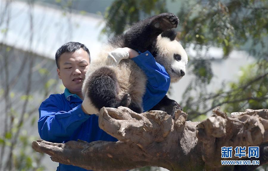 2016: La vida de pandas