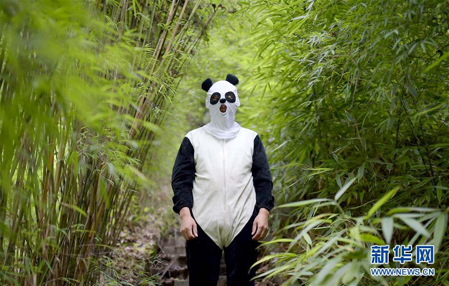 2016: La vida de pandas