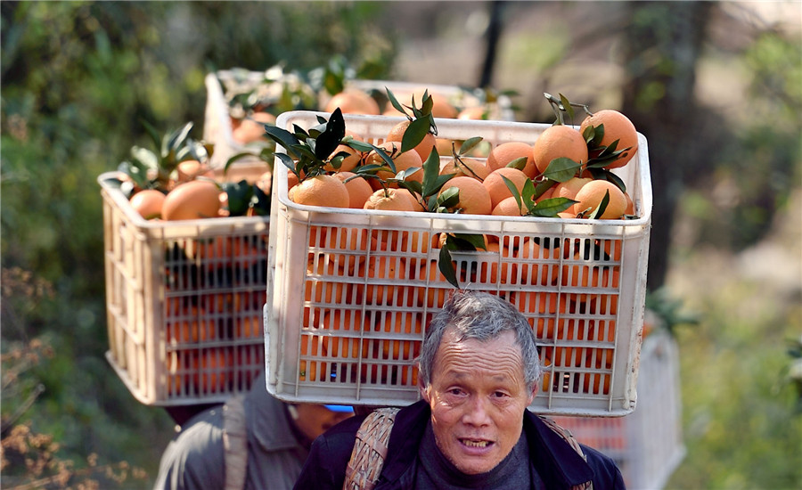 Nuevo teleférico será la esperanza de los agricultores naranja