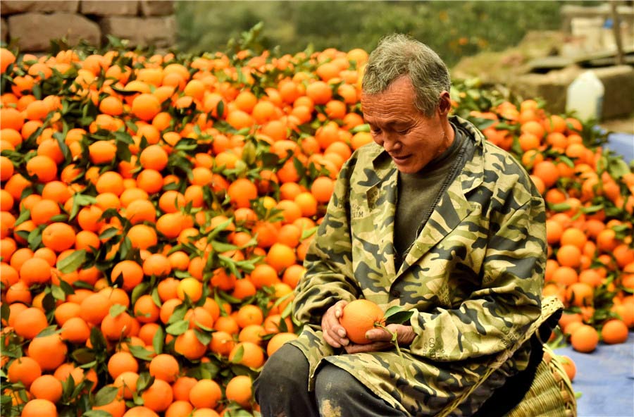 Hu Xueping sostiene una naranja en sus manos. [Foto de Liu Shusong / para chinadaily.com.cn]
