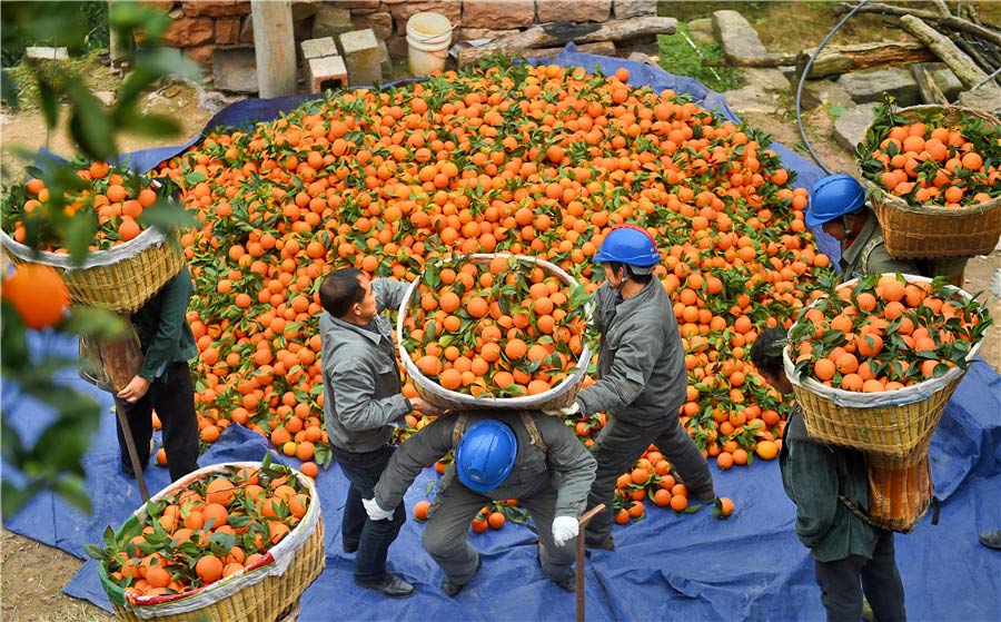 El personal de una compañía eléctrica local ayuda a los aldeanos a llevar las naranjas al teleférico. [Foto de Liu Shusong / para chinadaily.com.cn]