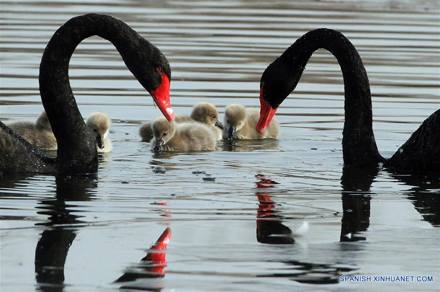 Cisnes negros y sus crías nadan en lago en un parque de Beijing 2