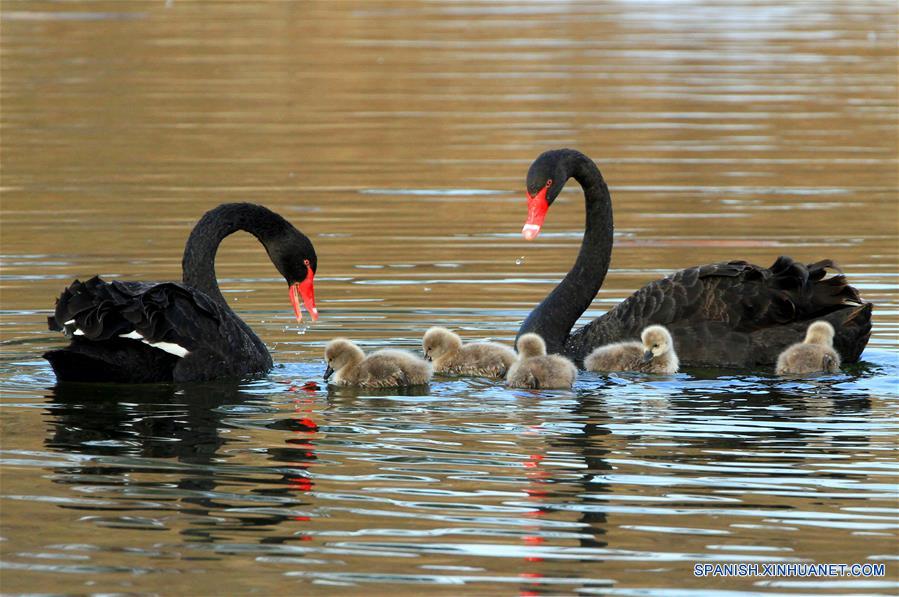 Cisnes negros y sus crías nadan en lago en un parque de Beijing
