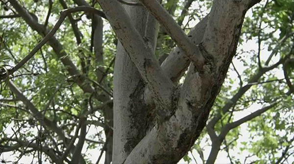 Muere una boliviana atada a un árbol con hormigas venenosas