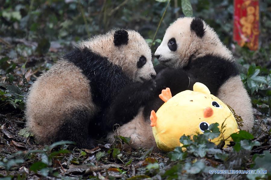 Pandas posan para felicitaciones de Año Nuevo Lunar en China