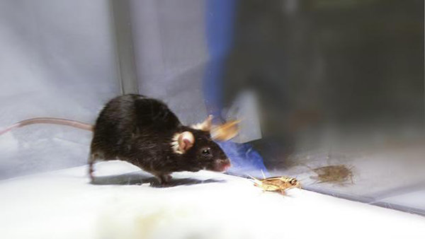 Encuentran un interruptor en el cerebro de los ratones que los transforma en feroces cazadores