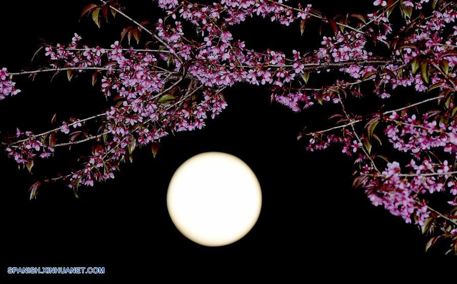 Yunnan: Imágenes de Luna llena y flores de cerezo en Kunming