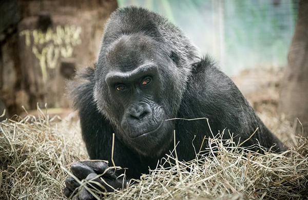 Fallece a los 60 años el primer gorila nacido en un zoológico