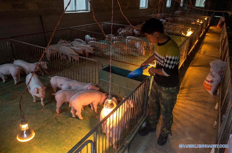 Un aldeano del distrito Mojiang trabaja en la base de criadero de cerdos el 16 de enero.