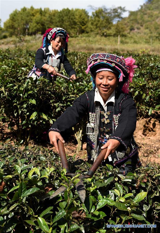 Unas mujeres trabajan en el jadín de té del distrito de Mojiang el 16 de enero.