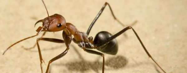 Las hormigas encuentran el camino incluso cuando andan hacia atrás