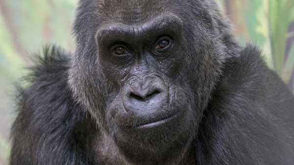 Muere Colo, el gorila más viejo jamás conocido