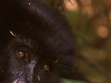 La mayoría de los primates podrían desaparecer en 50 años