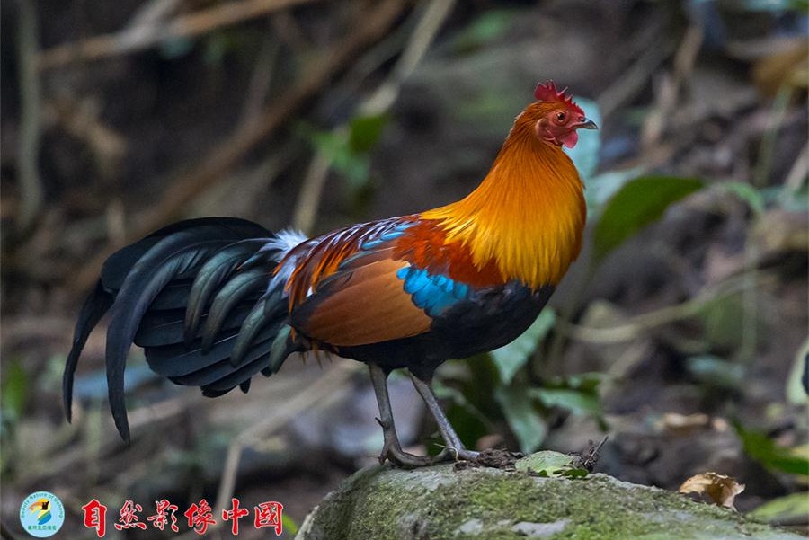 El ave roja del bosque se considera un antepasado del pollo doméstico. Yunnan, 2016. [Foto: proporcionada]
