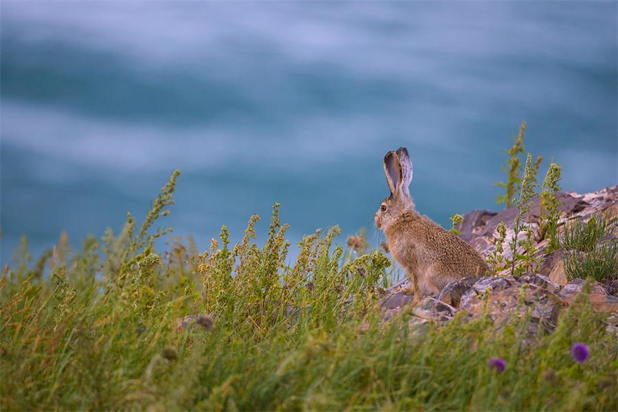 Un conejo contempla el lago Qinghai en la provincia Qinghai, agosto del 2016. [Foto: proporcionada]