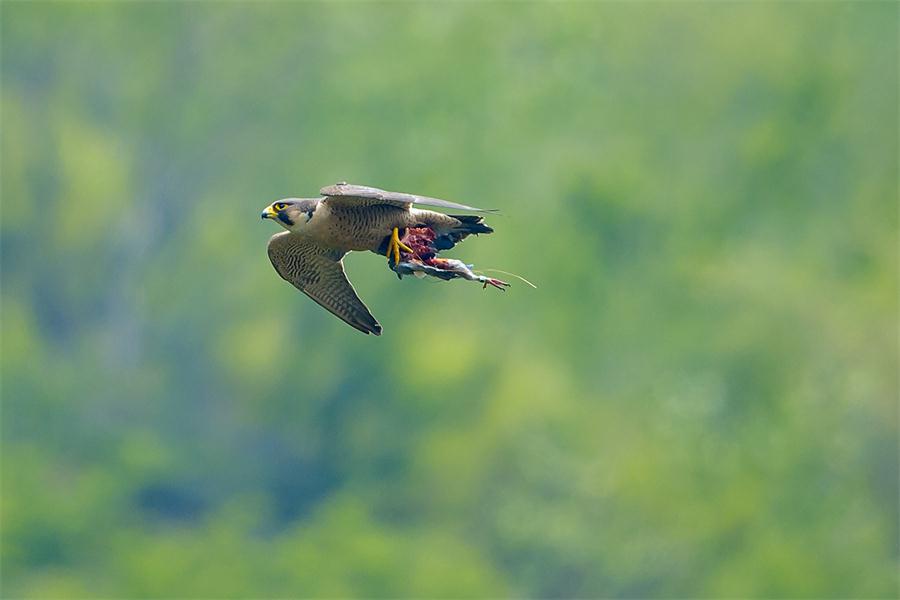 La foto muestra un halcón peregrino volando en lo alto del cielo. Shannxi, mayo del 2016. [Foto: proporcionada]